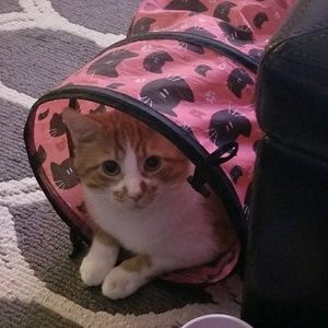 Meet your Posher, Kami